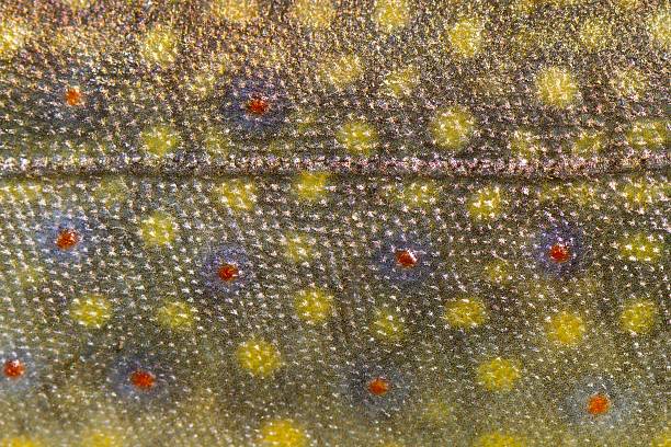 Fish Skin Trout Close up of fish  trout skin pattern spots and laterl line brook trout stock pictures, royalty-free photos & images