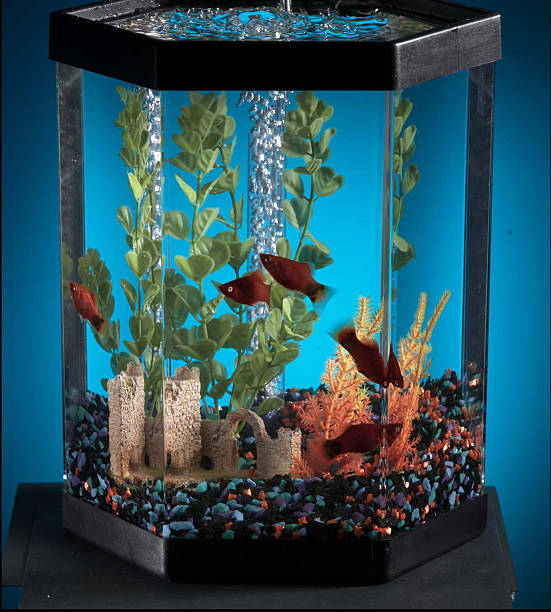fish tank aquarium stock photo