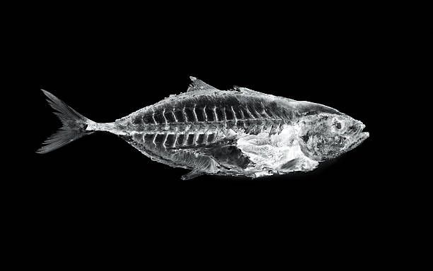 fish x ray fish x ray x ray plates stock pictures, royalty-free photos & images