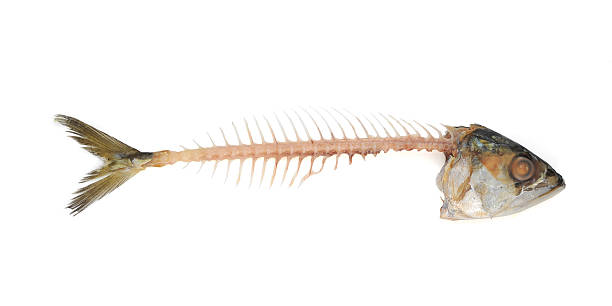 Fishbone Fishbone with clipping path animal bone stock pictures, royalty-free photos & images