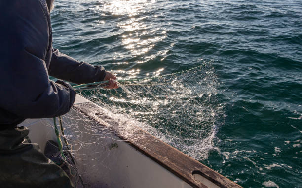 Fisherman bringing back net in a boat stock photo