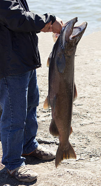 Fisherman holding huge salmon stock photo