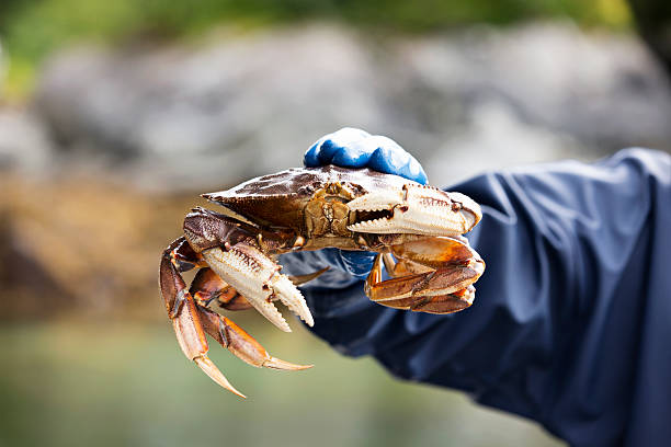 Fisherman Holding Up Live Dungeness Crab Fisherman in Sitka Alaska holding up a live Dungeness crab just taken out of a crab pot. crabbing stock pictures, royalty-free photos & images
