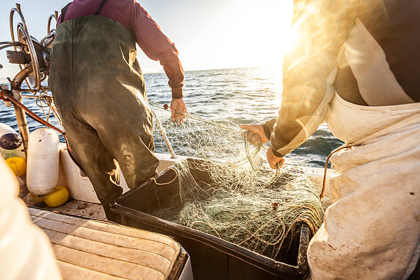 pescadores no trabalho, puxando as redes - fisherman imagens e fotografias de stock