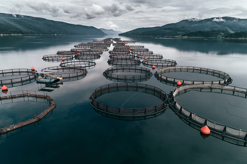 Drone point of view over a large fish farm, organic aquaculture and freshwater fishing.