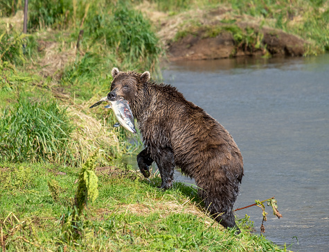 Fishing brown bear with salmon on the river