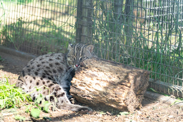 Welwyn Garden City Bilder Und Stockfotos Istock