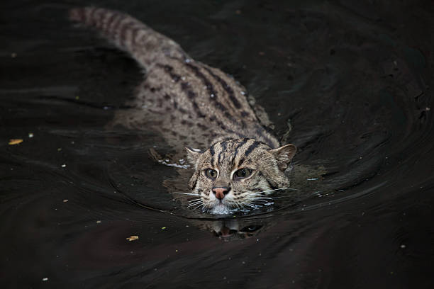 Fishing cat (Prionailurus viverrinus). stock photo