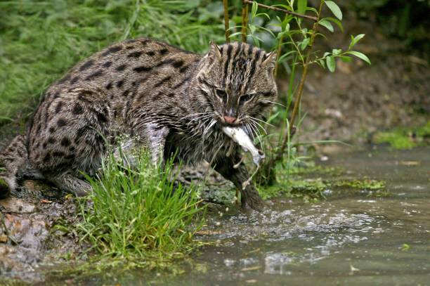 Fishing Cat, prionailurus viverrinus, Adult standing in Water, Fishing, with Fish in Mouth stock photo