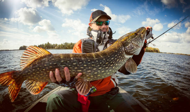 Fishing. Happy angler with pike fishing trophy stock photo