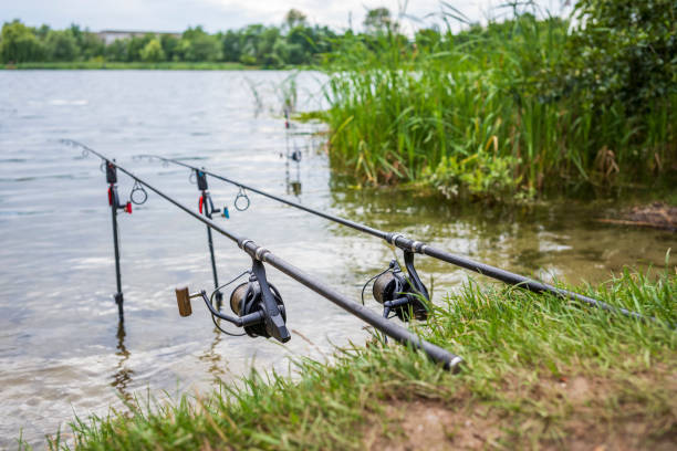 Fishing rods on the lakeshore stock photo