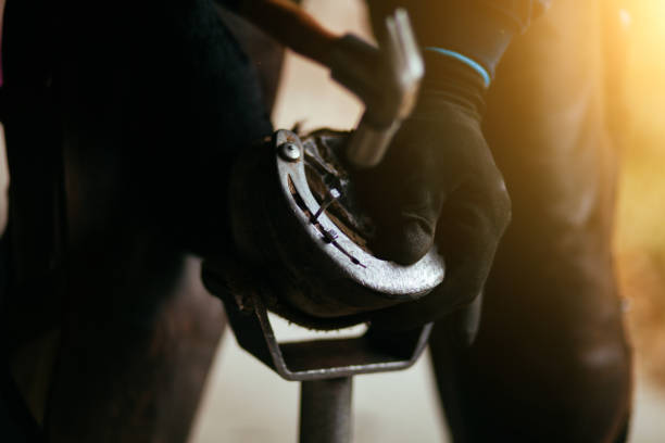 montering av nya skor - working stable horses bildbanksfoton och bilder
