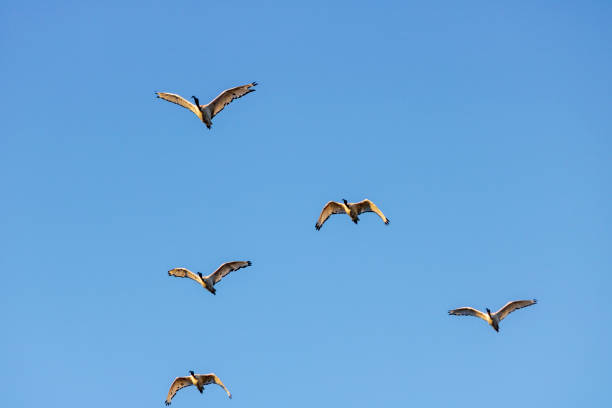 Five African Sacred Ibis in Flight stock photo