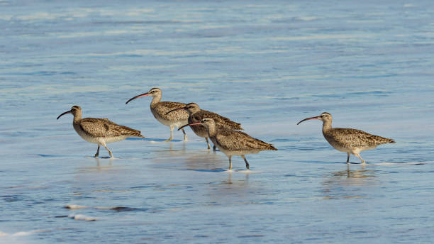 Five Hudsonian Whimbrel patrol the surf in central Chile stock photo