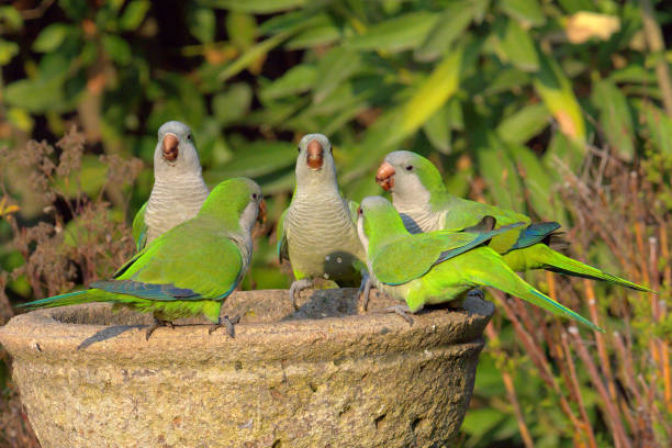 Five Monk Parakeets on a garden fountain in a Santiago garden stock photo