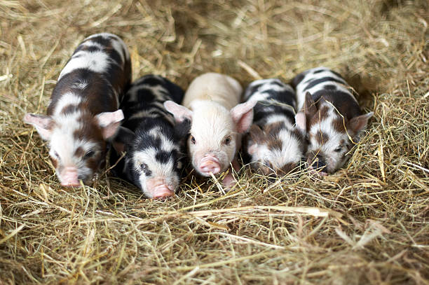 Five piglets Ten day old piglets piglet stock pictures, royalty-free photos & images