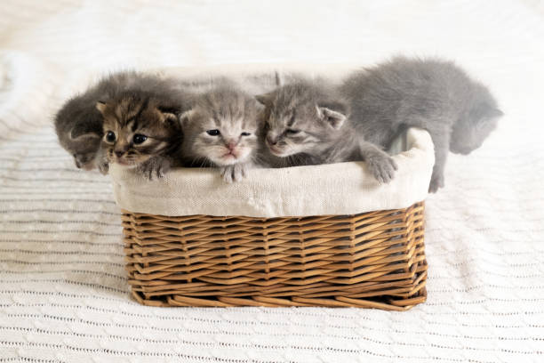 Five small multicolored cats kittens sit in a wicker brown basket stock photo