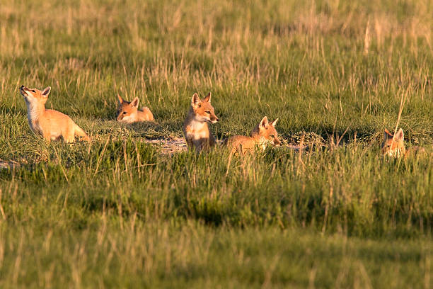 At sunset with warm light shining, five wild swift fox pups play and run by their den in the tall, green grass in the Pawnee National Grasslands on the north-eastern plains of Colorado. One pup with his nose in the air tracks a flying beetle.