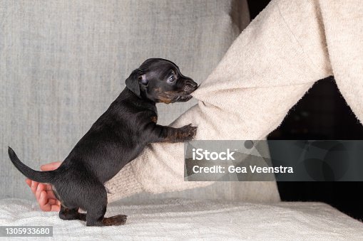 istock A five week old Jack Russell Terrier puppy stands against a woman's arm. The dog bites her sweater 1305933680