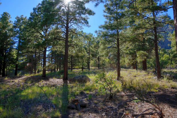 Flagstaff forest Sunlight through ponderosa pine trees on hillside near Flagstaff Arizona ponderosa pine tree stock pictures, royalty-free photos & images