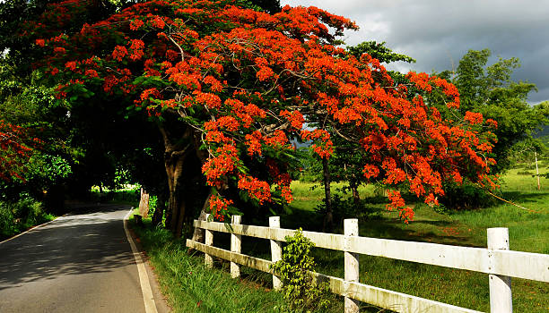 Flamboyan Tree at Fajardo stock photo