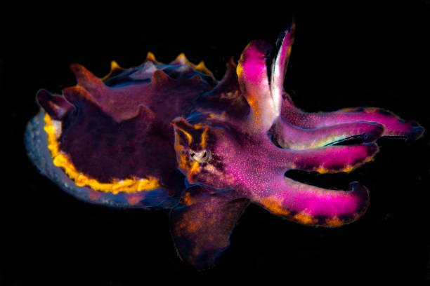 Flamboyant Cuttlefish stock photo