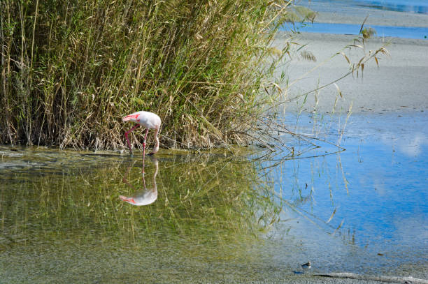Flamingo at Parco Naturale Molentargius-Saline, Sardinia, Italy stock photo