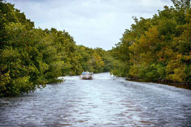 canal de flamingo - kayak mangrove photos et images de collection