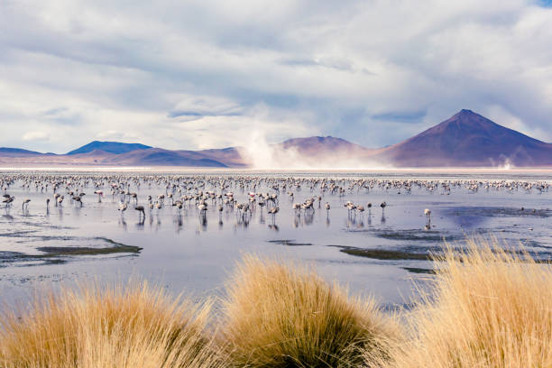 Flamingo Colony in shallow Lake with Mountains in Background in Bolivia stock photo