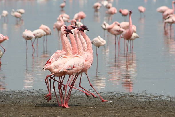 Flamingo Dance Flamingos dancing on the shores of Lake Nakuru lake nakuru stock pictures, royalty-free photos & images