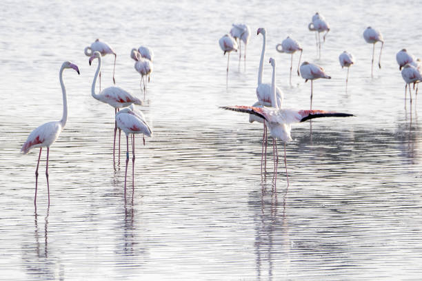 flamingo in a swamp in Vendicari retreat sicily stock photo