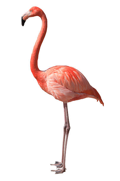 Flamingo isolated on white stock photo