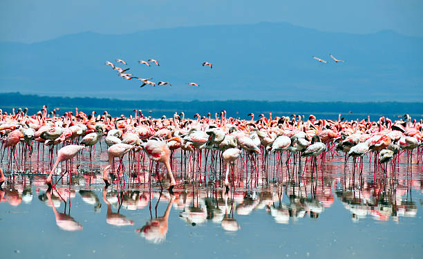 Flamingo Lake Lake Nakuru is one of the Rift Valley soda lakes at an elevation of 1754 m above sea level. It lies to the south of Nakuru, in the rift valley of Kenya and is protected by Lake Nakuru National Park. lake nakuru stock pictures, royalty-free photos & images
