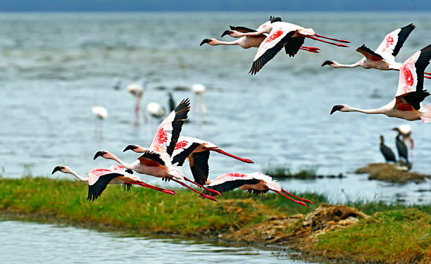 Flamingo on Lake hock Pink Flamingo in Lake Bogoria in KanyePink Flamingo on Lake Bogoria in Kanye lake nakuru stock pictures, royalty-free photos & images