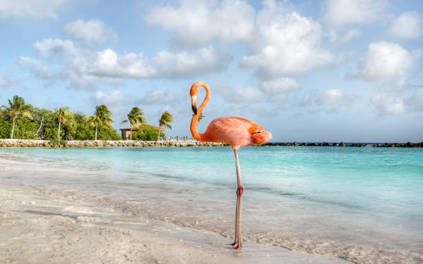 flamingo - aruba imagens e fotografias de stock