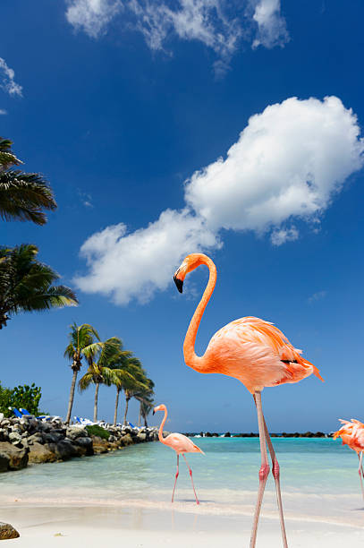 flamingo na fila do mar azul turquesa - aruba imagens e fotografias de stock