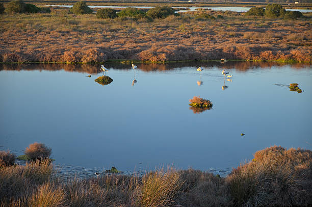 flamingos e lagoa em ria formosa - ria formosa imagens e fotografias de stock