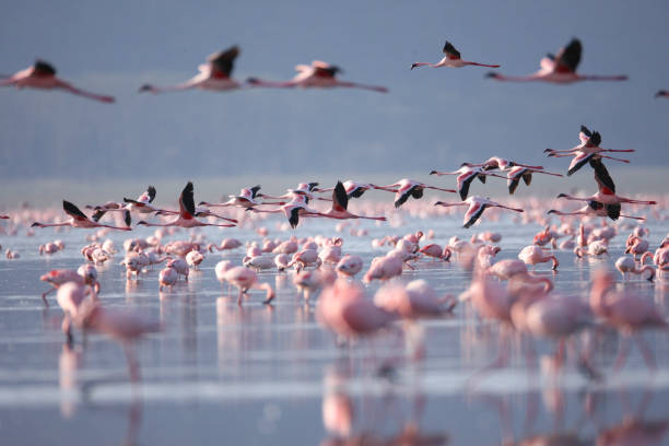 Flamingoes on Lake Nakuru Flamingoes on Lake Nakuru lake nakuru stock pictures, royalty-free photos & images