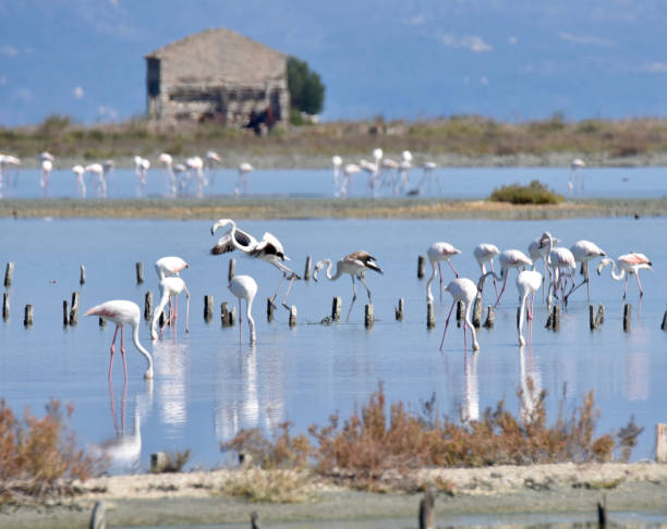 Flamingos Alikes, Corfu, Greece stock photo