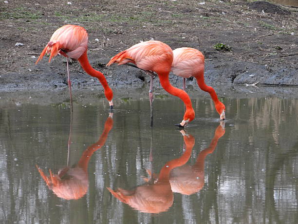 Flamingos drinking water stock photo