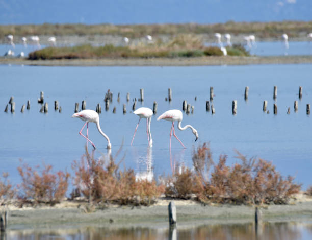 Flamingos feeding stock photo