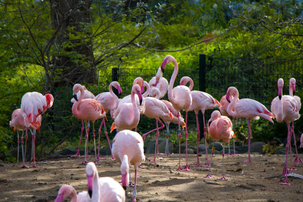 Flamingos group on the nature background, Berlin zoo. Wild life animal life. Large group of flamingos in Germany. stock photo