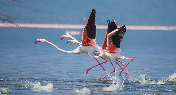 Flamingos in flight. Kenya. stock photo
