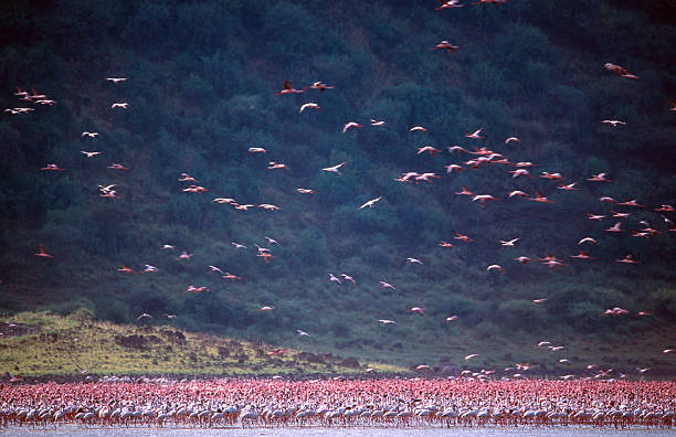 Flamingos in lake Nakuru Flamingos in lake Nakuru lake nakuru stock pictures, royalty-free photos & images