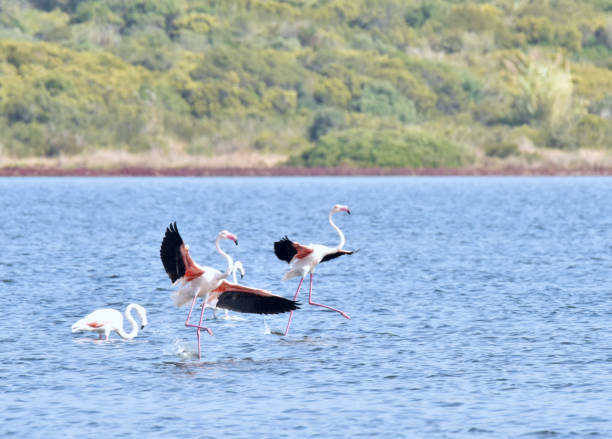 Flamingos Landing stock photo
