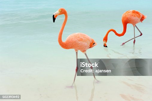 istock flamingos on a tropical island 502393492