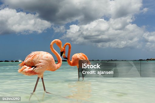 istock flamingos on a tropical island 543442292