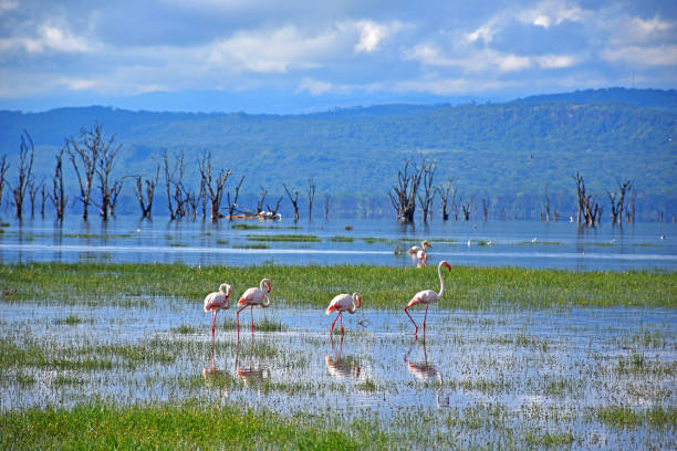 Flamingo's on Lake Nakuru Flock of pink flamingo's wading in Lake Nakuru lake nakuru stock pictures, royalty-free photos & images