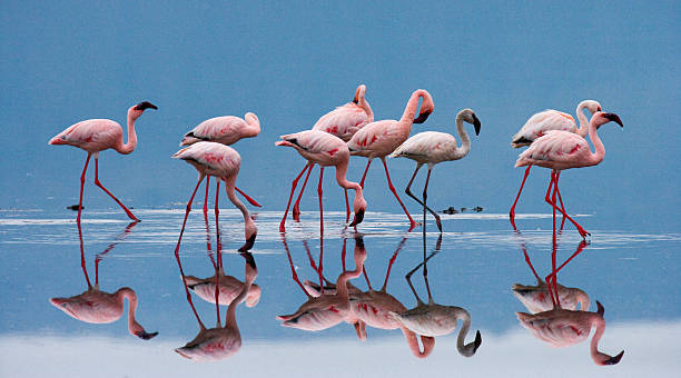 Flamingos on the lake. Kenya. Africa. stock photo