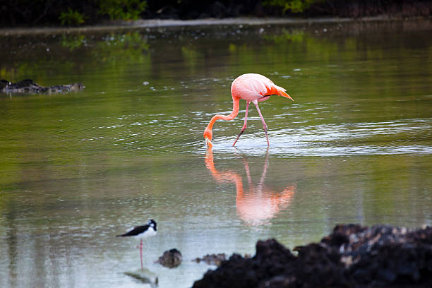 Flamingos walking in water stock photo